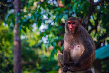 A beautiful landscape of a monkey