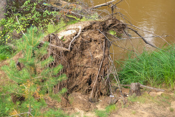 Fallen tree after hurricane in the forest. The tree was torn from the ground by a hurricane. The roots of a tree torn out by a hurricane.