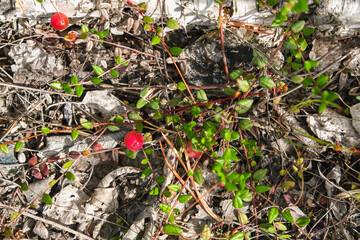 Cranberry close-up. Ripe cranberries among the greenery in the forest. Ripe cranberries growing in a wild birch forest. Cranberries growing on birch.