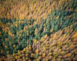 Colorful Tress of Ireland  