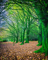 Colorful Tress of Ireland  