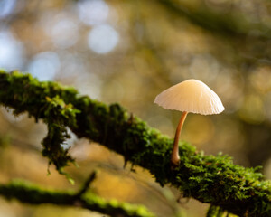 Mushrooms In the Forest in Autumn Ireland 