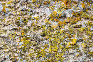 Colorful Moss on Concrete Wall. Aged wall of old building with multicolored moss, textured background, full frame. Detailed unusual backdrop, abstract design. Selective focus.