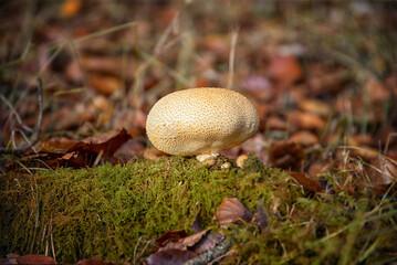 Mushrooms In the Forest in Autumn Ireland 