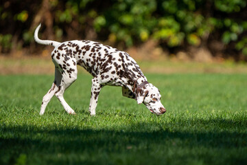 dalmation dog walking in the grass on a sunny day