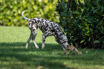 dalmation dog walking in the grass on a sunny day