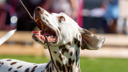 dalmation portrait of a dog