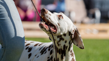 dalmation portrait of a dog