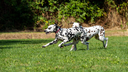 Obraz premium dalmation dogs playing and running in a field