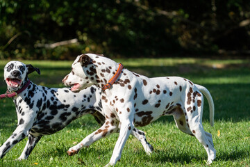 dalmation dogs playing and running in a field