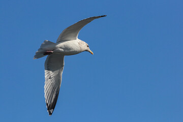 Obraz premium かもめが飛んだ