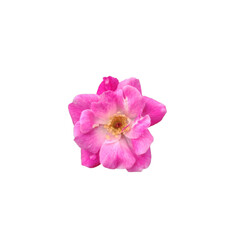 Fototapeta premium Rosa flowers
