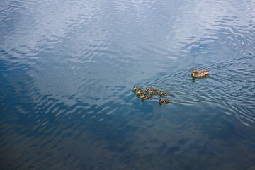 Mother duck with small children ducklings on the pond