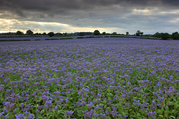 Stunning Borage Fields on a cloudy day in County Durham, England, UK.