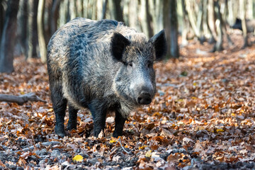 Wild boar on the background of the autumn forest.