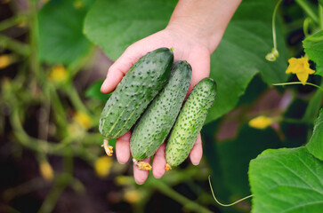 Woman harvesting cucumbers in a greenhouse
