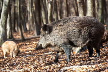 Naklejka na ściany i meble Wild boar on the background of the autumn forest.