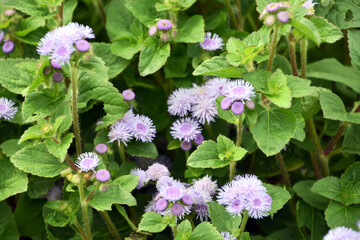 アゲラタム アロハブルー