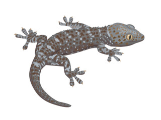 Naklejka premium Vector illustration, a gecko isolated on a white background.