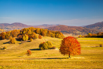 Fototapeta premium A tree with an orange crown in the foreground of an autumn landscape. The Stiavnica Mountains in southern central Slovakia, Europe.