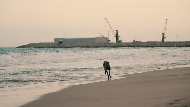 Perro corriendo a c&aacute;mara lenta en la playa durante la puesta de sol
