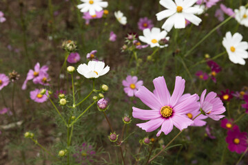 Picture of flower farm.