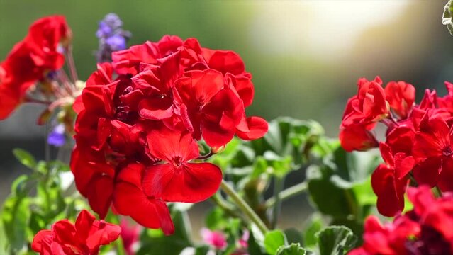 Geranium red flower. Beautiful geranium flowers blooming on a terrace, outside. Nature. Slow motion. Pelargonium. Geranium Peltatum. Garden, gardening. Slow motion