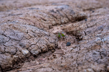 close up of a bark