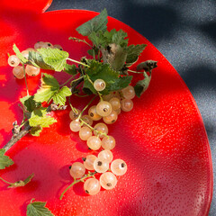 A bunch of white currant berries with leaves on a red plastic plate