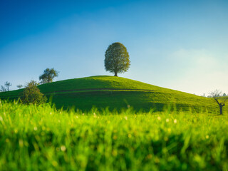 Fields and meadows. Natural landscape in summer time. Tree on top of the hill. Landscape before sunset. High resolution photo.