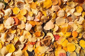 Autumn leaves as a backdrop. Yellow leaves from autumn trees. The autumnal season. Abstract composition for the design.