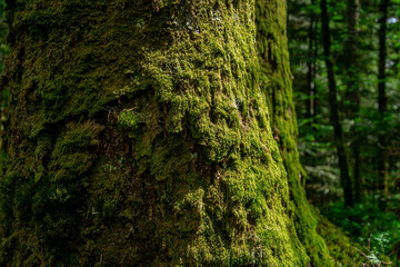 fresh green moss covering the trunk of a tree
