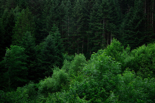 green forest background