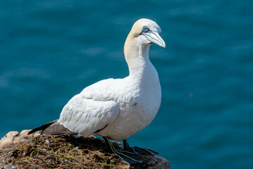 Nesting Gannets. Troup Head, Banff, Scotland
