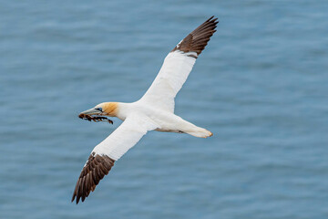 Nesting Gannets. Troup Head, Banff, Scotland