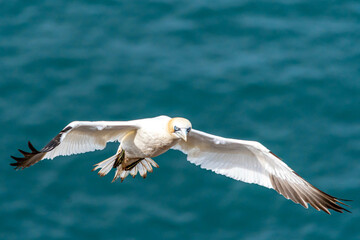 Nesting Gannets. Troup Head, Banff, Scotland