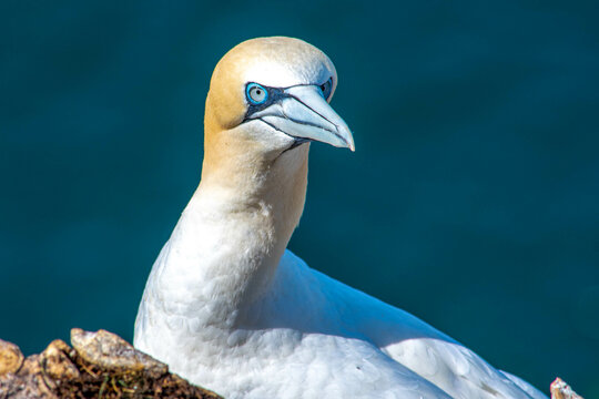 Nesting Gannets. Troup Head, Banff, Scotland