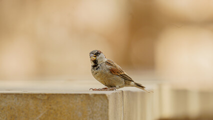 close up shot of a sparrow