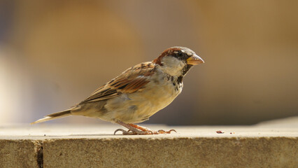 close up shot of a sparrow