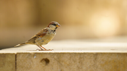 close up shot of a sparrow