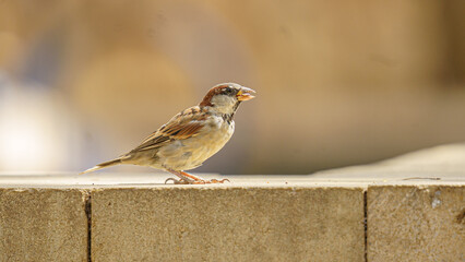 close up shot of a sparrow
