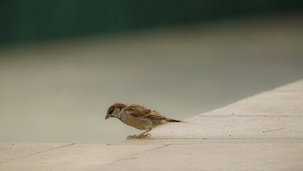 close up shot of a sparrow