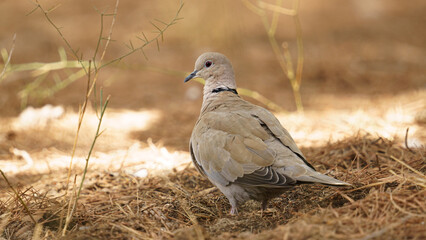 close up shot of pigeon on forest ground