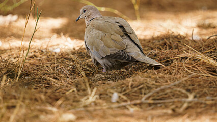 close up shot of pigeon on forest ground
