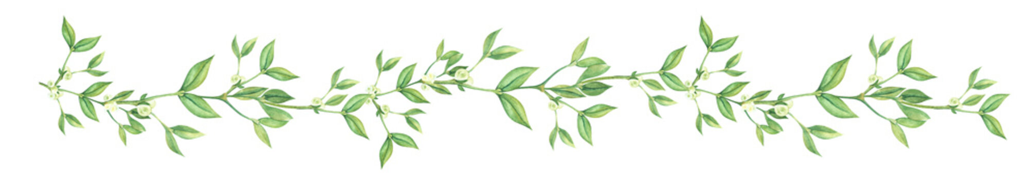 Elongated border decorative element. Longvine Mistletoe ivy branch with small white berries and tiny leaves. Hand painted watercolor illustration. Colorful light cartoon drawing isolated on white