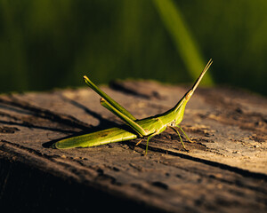 Waszlowani National Park, Georgia Kachetia
