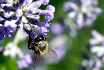 Bee on lavender collecting pollen
