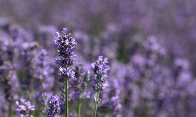 Obraz premium Lavender and lavender field on blurred background