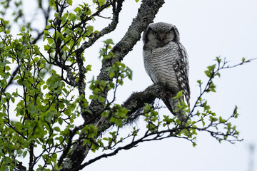 Northern hawk-owl (Surnia ulula)