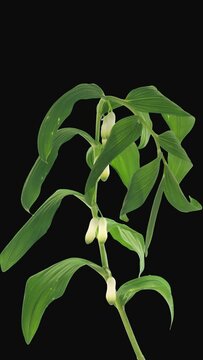 Time lapse of opening Polygonatum multiflorum flower (also known as Solomon's seal, David's harp, ladder-to-heaven) with ALPHA transparency channel isolated on black background, vertical orientation